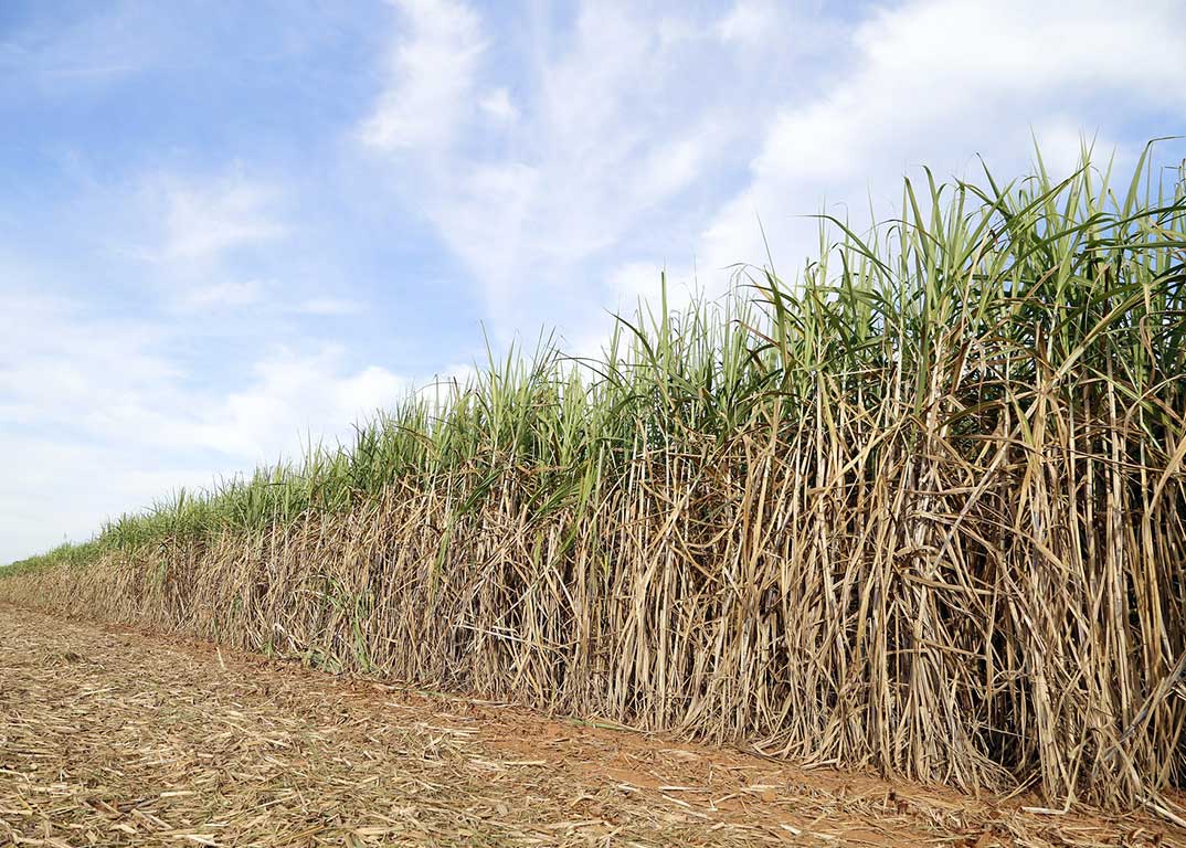 In Sicilia nasce il consorzio della canna da zucchero
