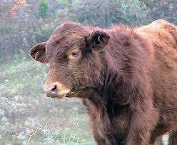 Vitello finisce in scavo cantiere vicino a Bellolampo, soccorso