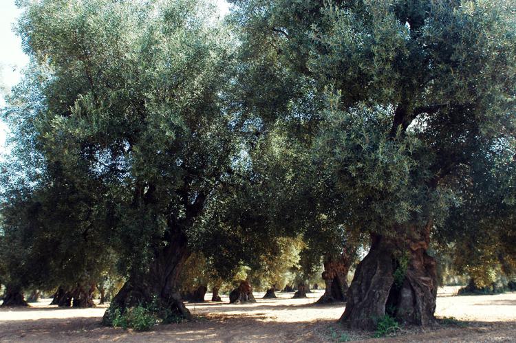 Xylella: batterio ulivi avanza 20 km all’anno, rischio estensione emergenza