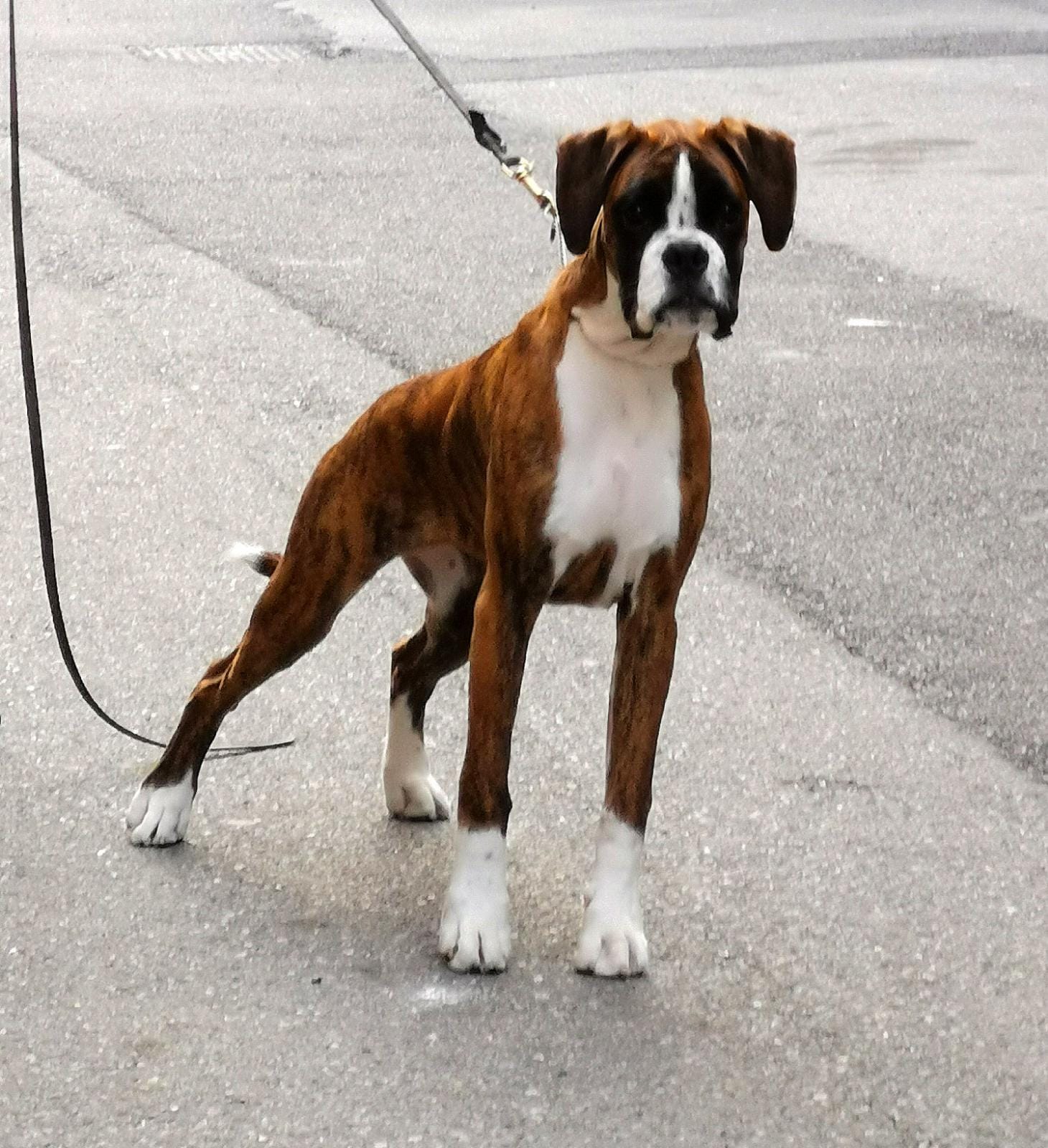 A Furci Siculo (ME) il IV Trofeo del Mediterraneo – Raduno Boxer