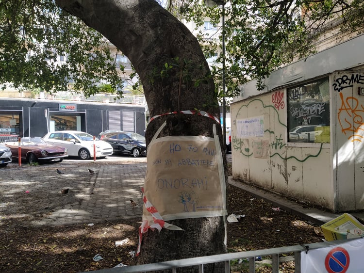 Catania, Largo Pascoli, “infondato l’abbattimento degli alberi”