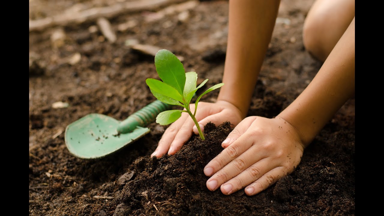 Presentato il bilancio arboreo redatto dal Comune di Sciacca