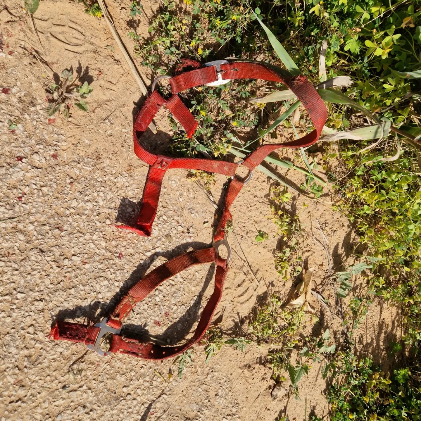 Pony ucciso ad Acate, Animalisti italiani si costituirà parte civile