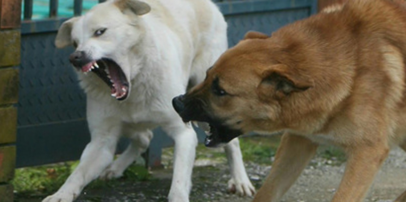Ragusa, cane la azzanna con ferocia: bimba trasferita al Cannizzaro di Catania