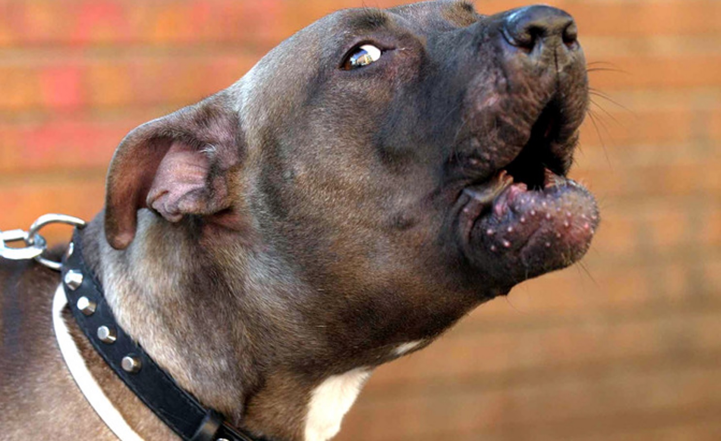 Bimbo di 2 anni azzannato alla testa da un pitbull: gravissimo in ospedale