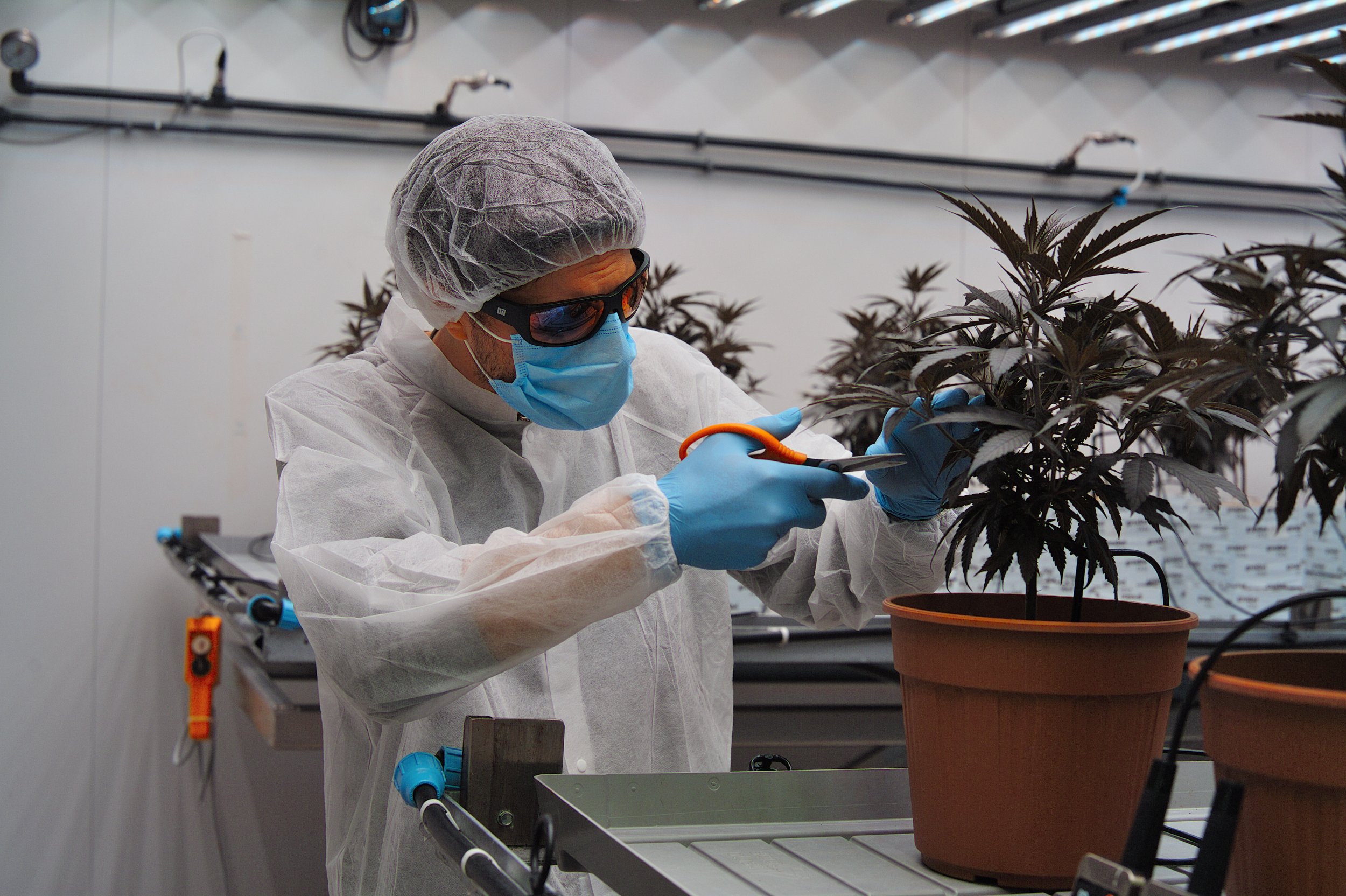 Cannabis terapeutica, avviso pubblico per realizzare l’intera filiera anche in Sicilia