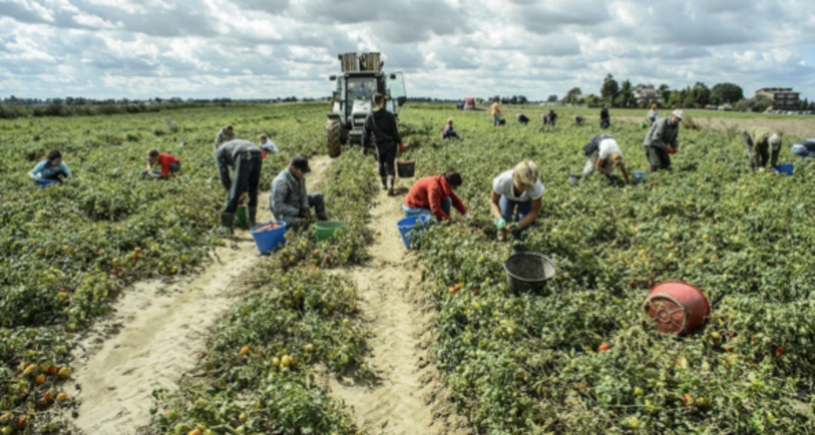 La mappa del capolarato in Sicilia: Catania la provincia con più siti La mappa del capolarato in Sicilia: Catania la provincia con più siti