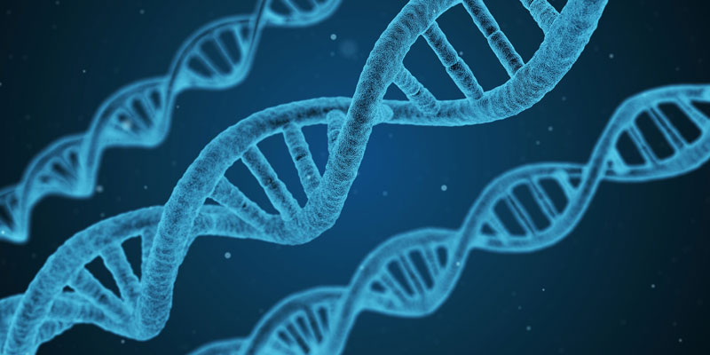 Dna senza più segreti, completata mappa del genoma umano