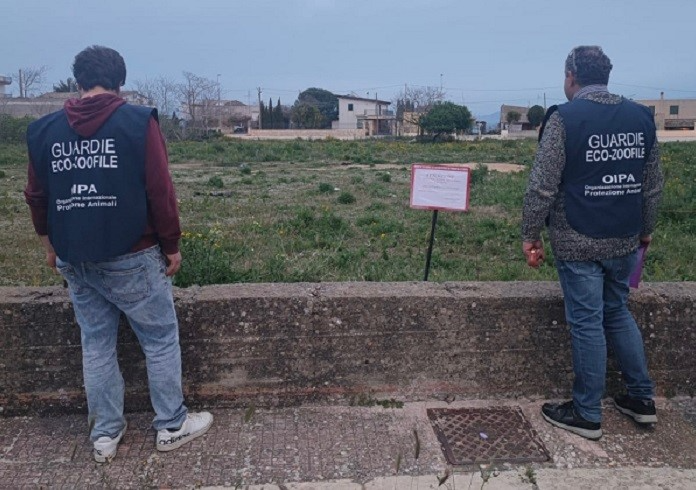 Strage di randagi a Partanna, Oipa: “Inascoltati i nostri allarmi”
