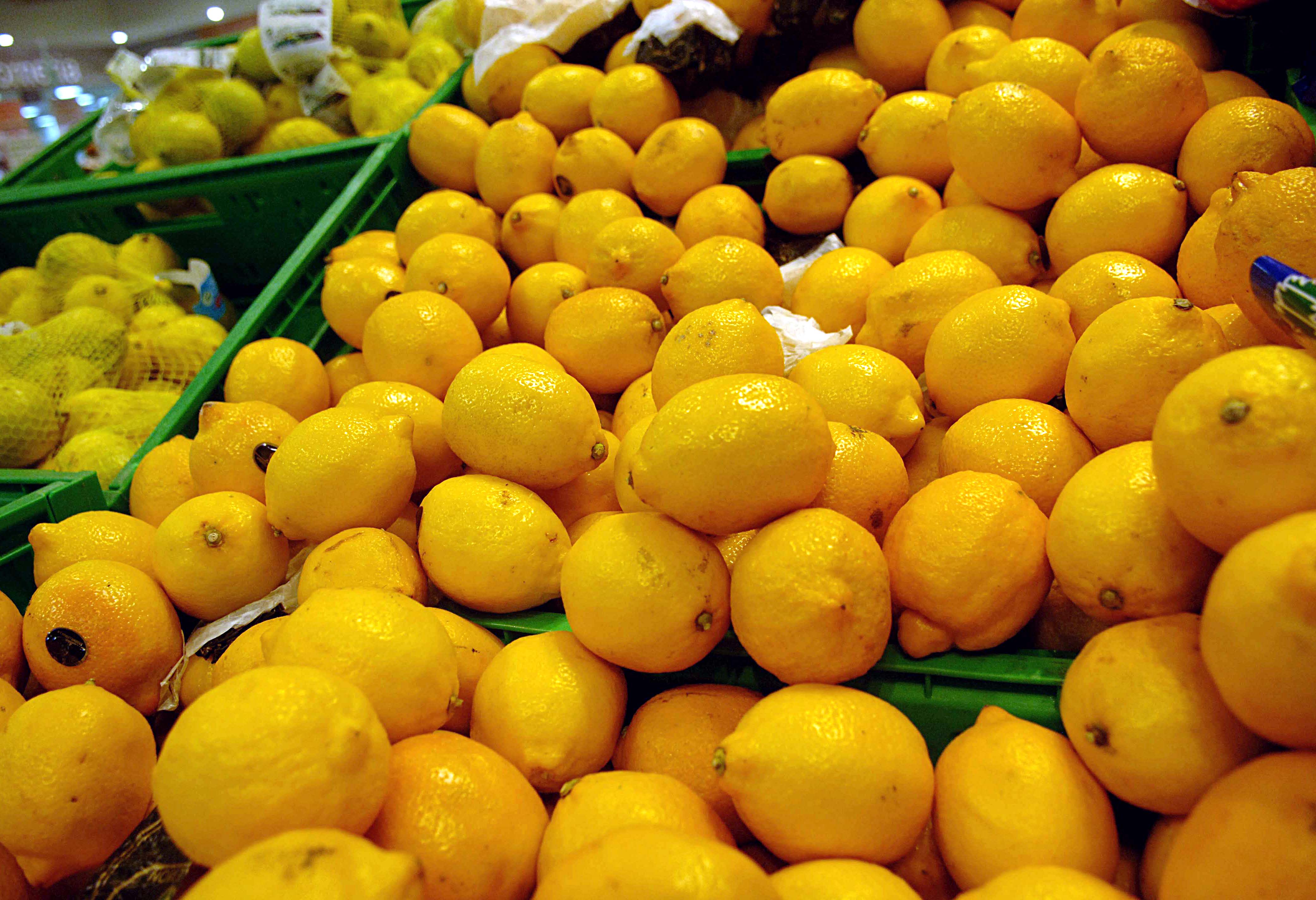 Limoni in pericolo in Sicilia, un fungo e il caldo anomalo uccidono “l’oro giallo” dell’Isola