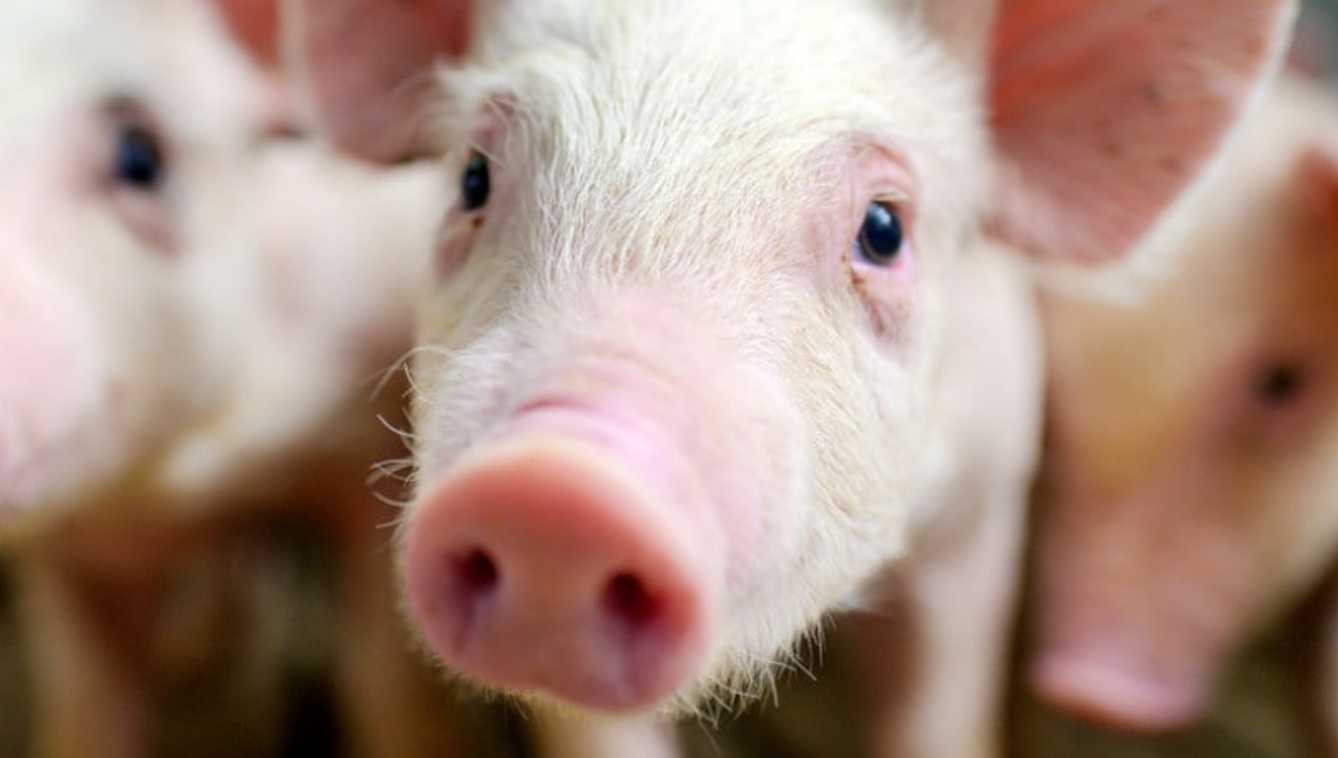 Influenza suina, è allarme in Italia: come si prende, sintomi, cura