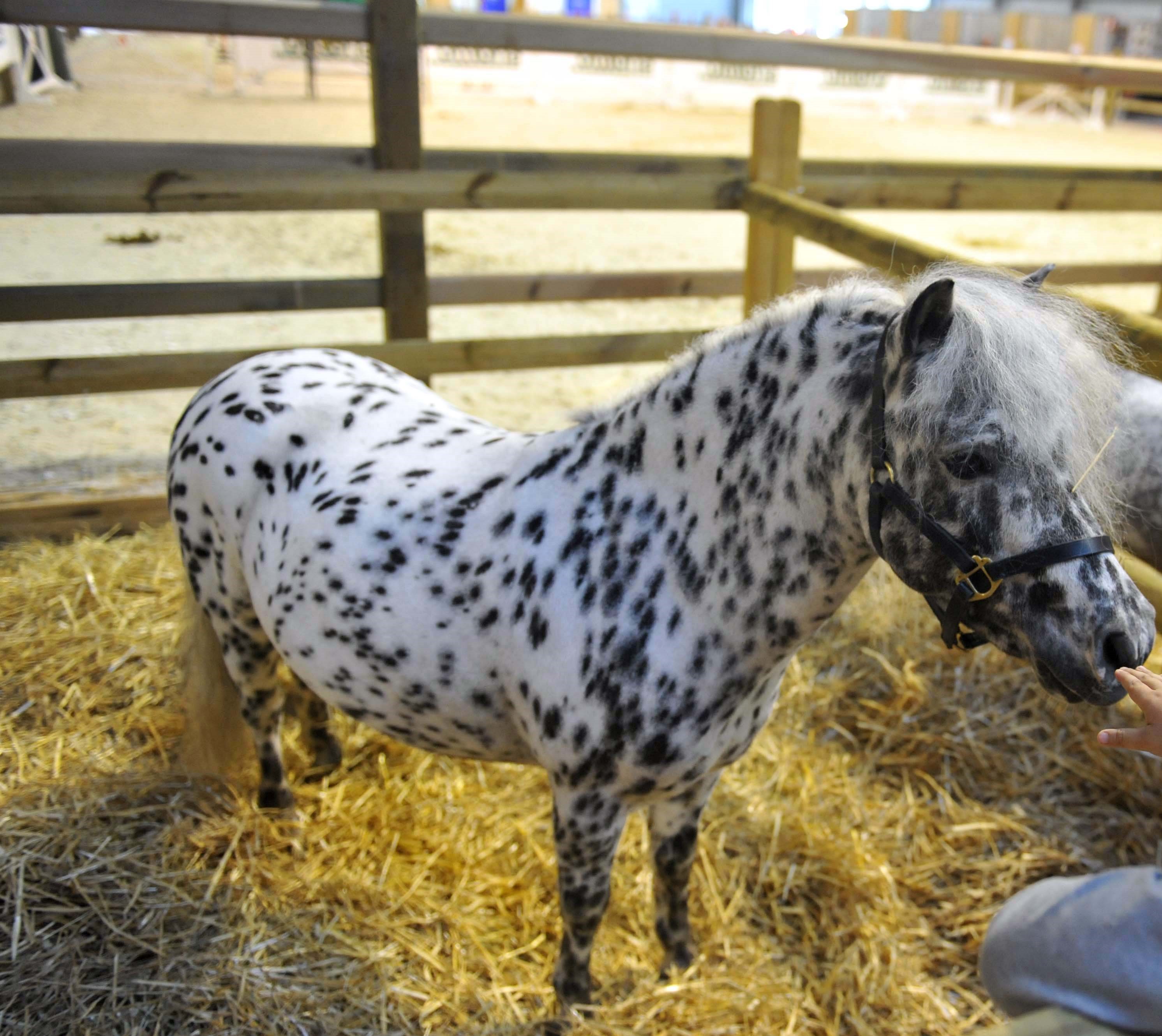 Pony di Acate, individuati gli autori dell’uccisione. L’Oipa si costituisce parte civile