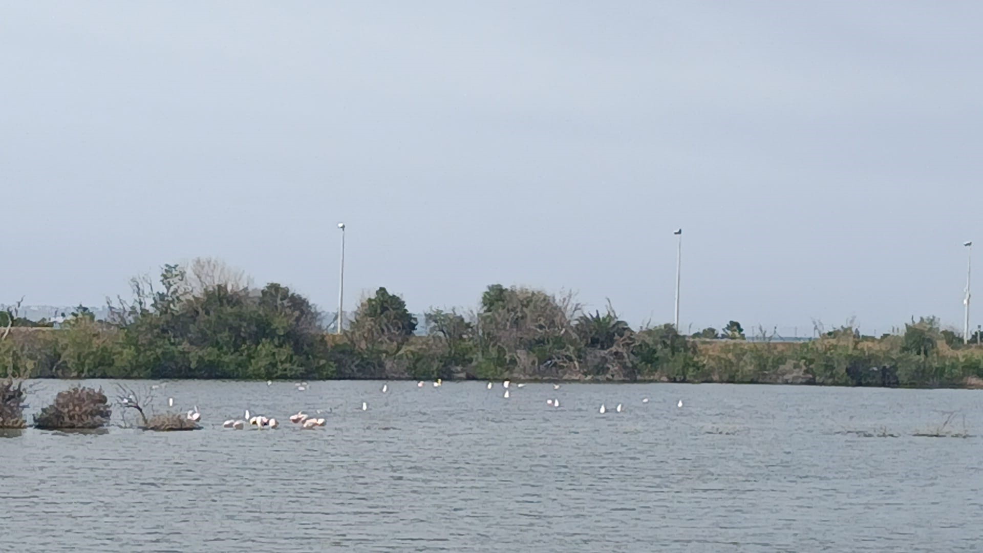 Saline di Priolo, lì dove nidificano i fenicotteri