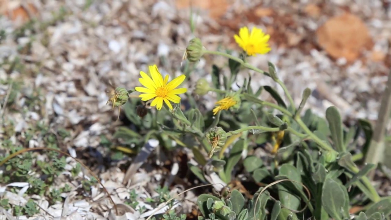 Calendula maritima, specie protetta e risorsa “turistica” del trapanese