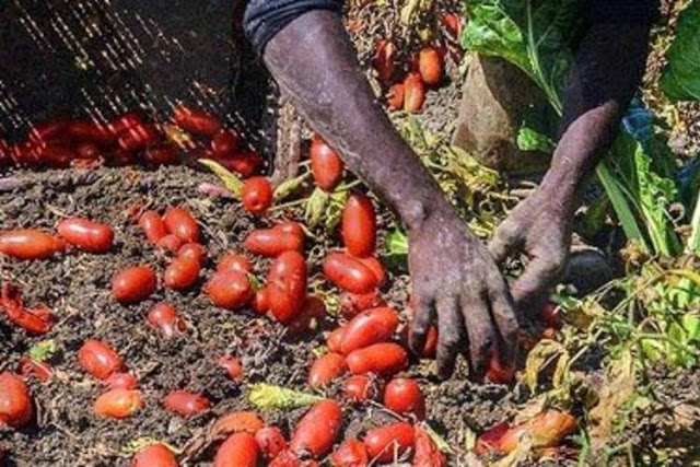 L’economia agricola siciliana in mano alla criminalità: “Quadro sconcertante”