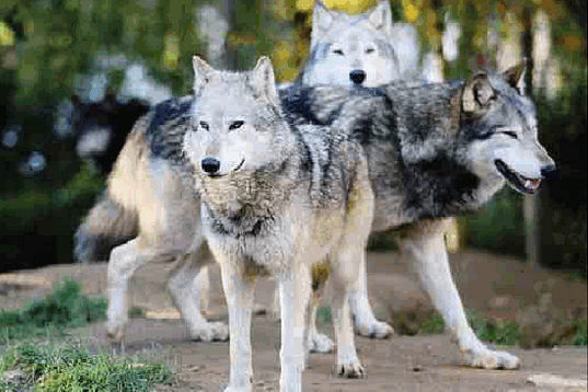 Animali a rischio estinzione: “Il lupo ora è fuori pericolo”