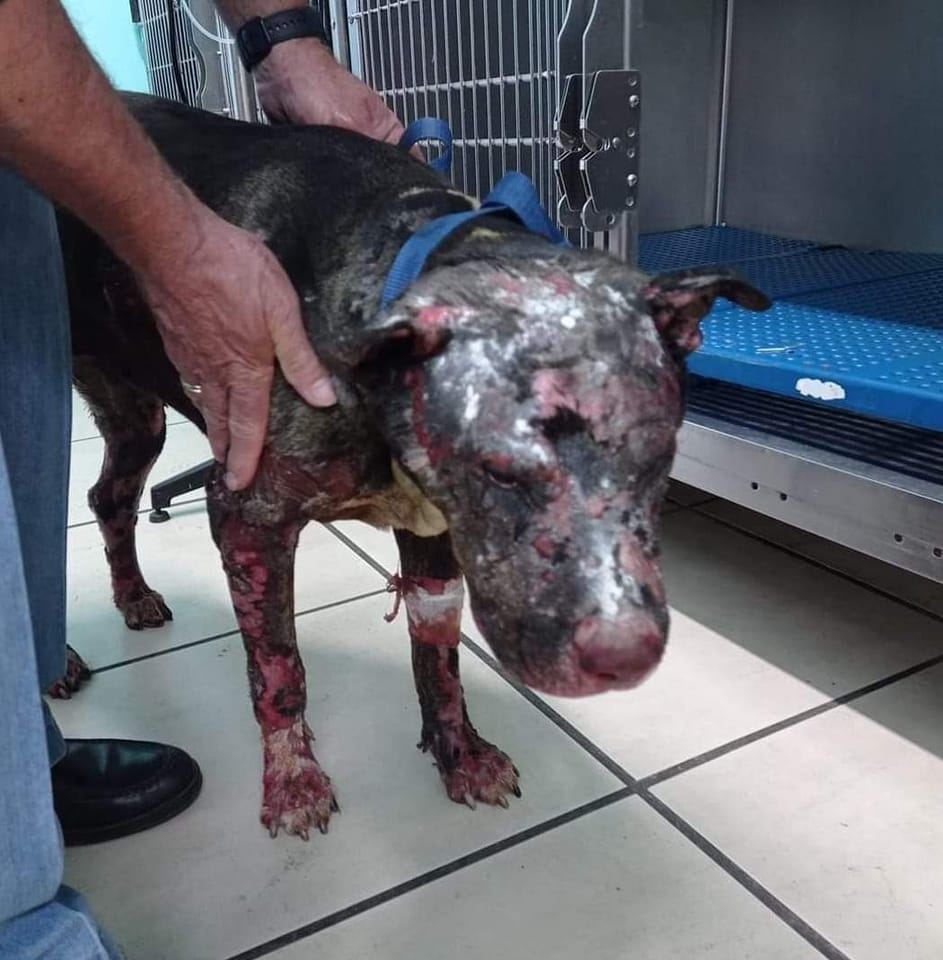 Orrore in provincia di Messina, cagnolina bruciata viva: è caccia ai criminali