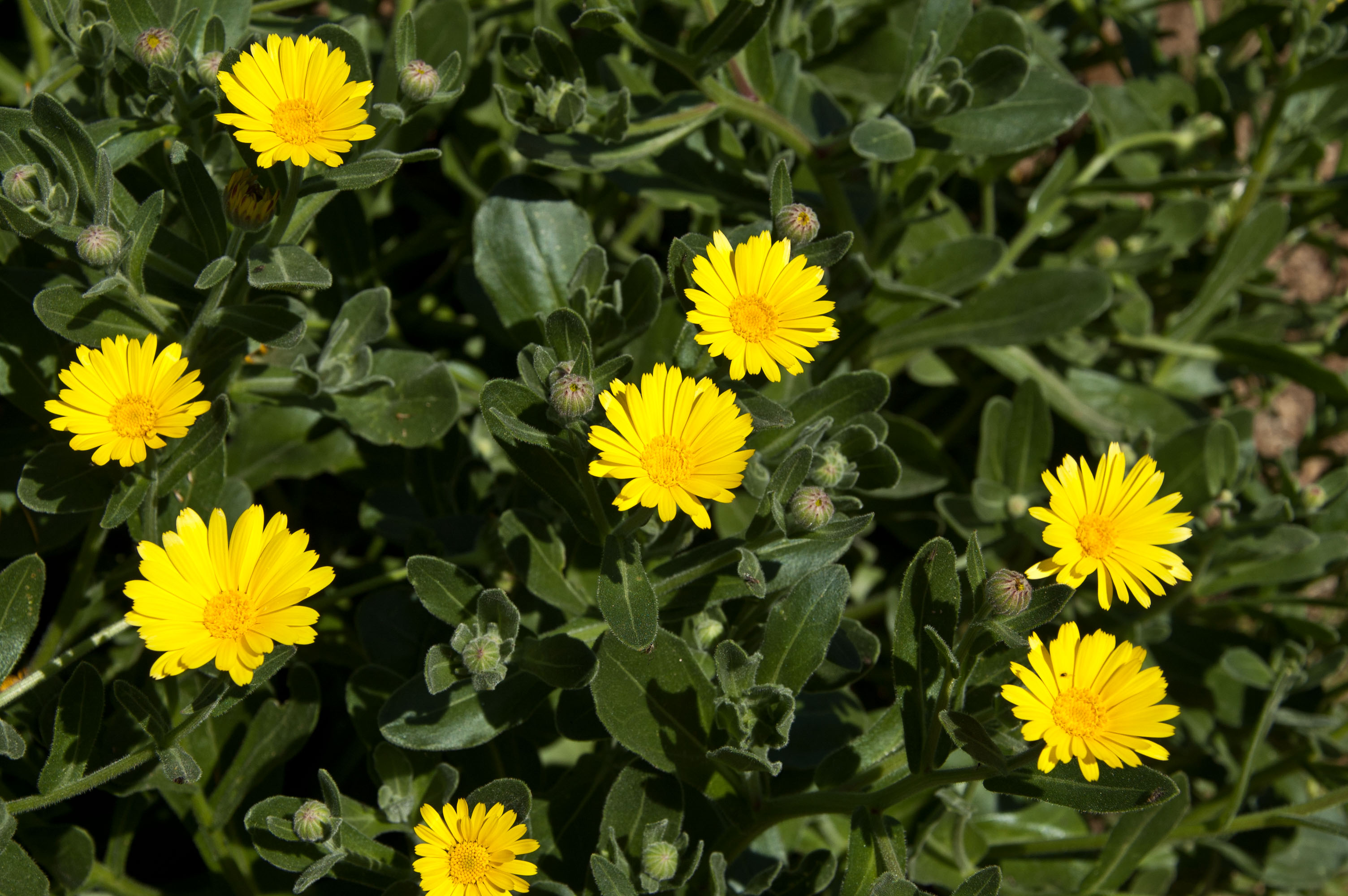 Trapani, ecco il protocollo per proteggere la Calendula maritima