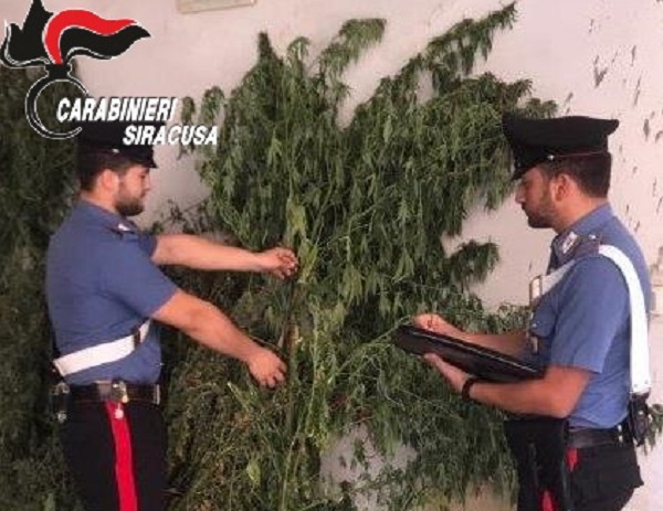 Piante di cannabis e “attrezzi da lavoro” in casa: arrestato pregiudicato