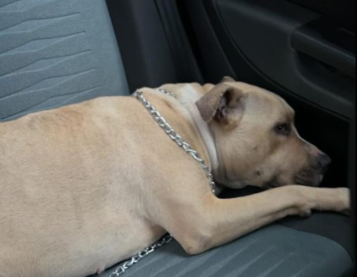 Cucciola di Pitbull abbandonata disumanamente in strada: gara di solidarietà a San Leone