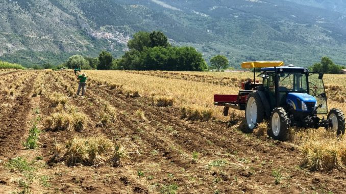 Sicilia da “isola verde” a deserto, clima tropicale e incendi devastano anche l’agricoltura