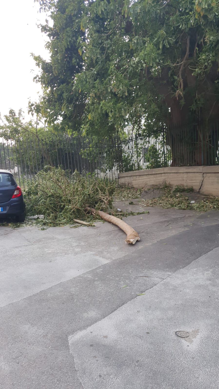 Lo scirocco devasta Palermo: alberi in strada, voli dirottati, incidenti