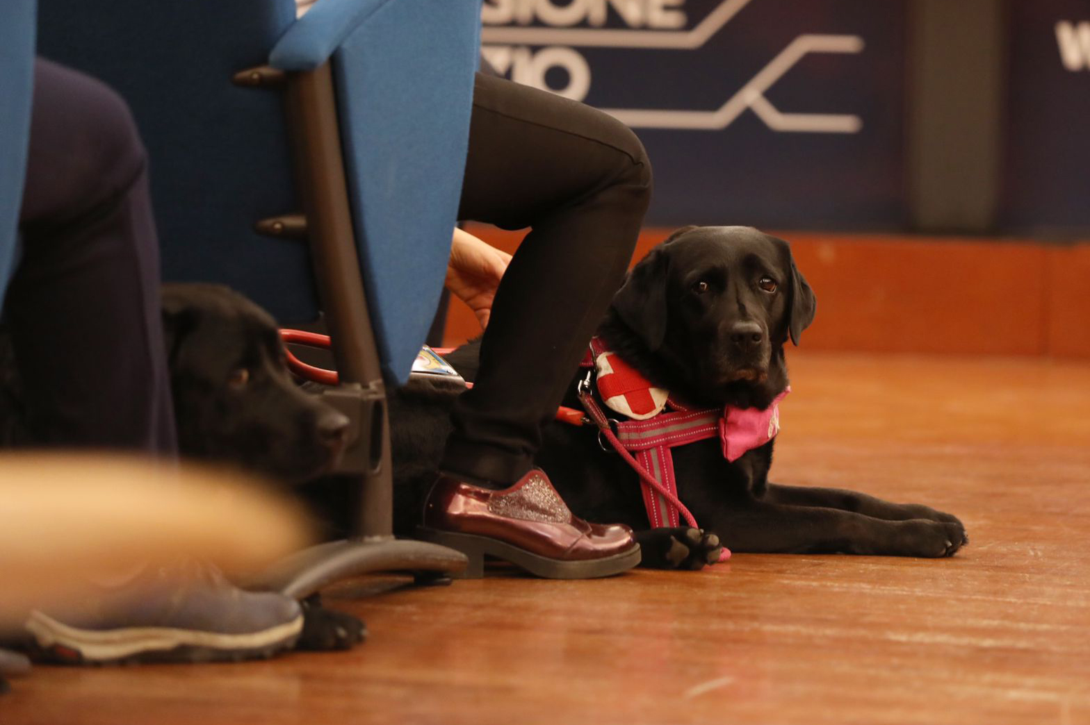 In Sicilia consegnati cinque cani guida per non vedenti