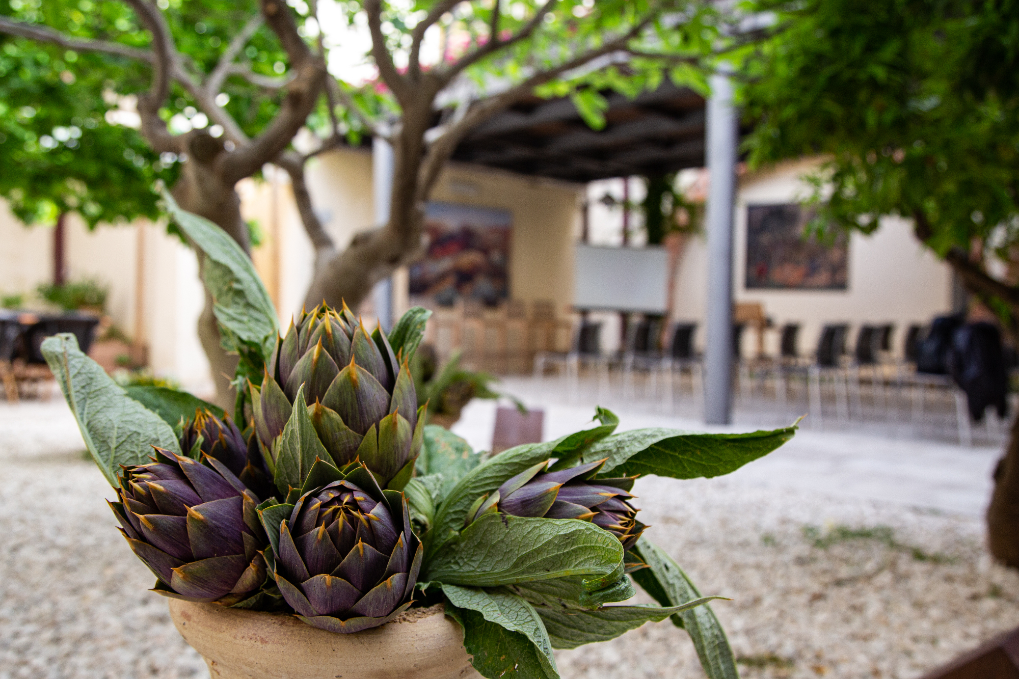 Da Menfi a Ramacca, la “star” è il carciofo