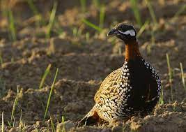 Reintroduzione Francolino nero in Sicilia: se ci sarà solo dopo confronto con associazioni