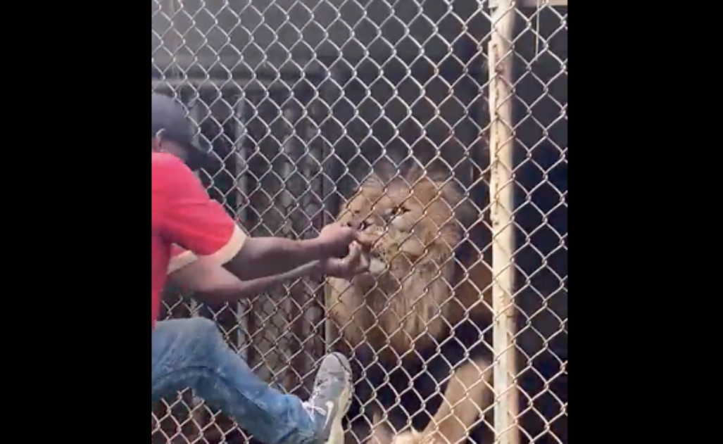 Mette la mano nella gabbia del leone, la fine della guardia – L’incredibile video