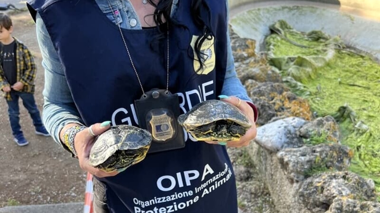 Ratti e tartarughe morte al giardino inglese di Palermo, Palumbo: “A rischio aree verdi”