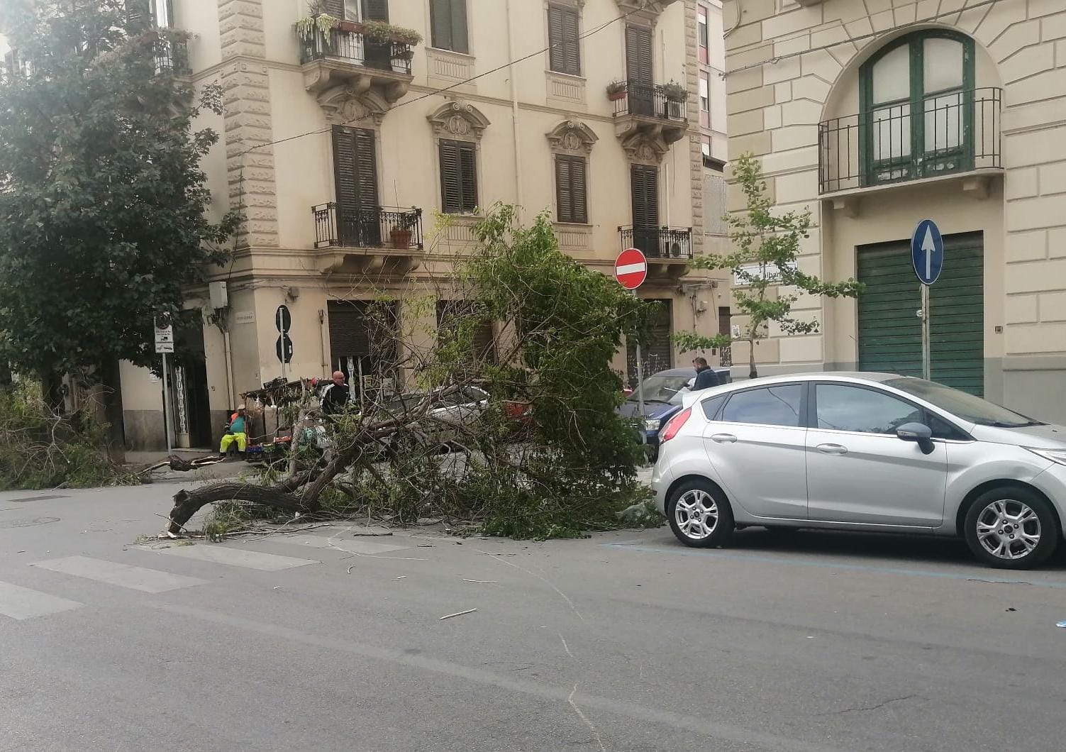 Palermo, il vento fa “strage di alberi”: rami spezzati sulle strade e auto danneggiate