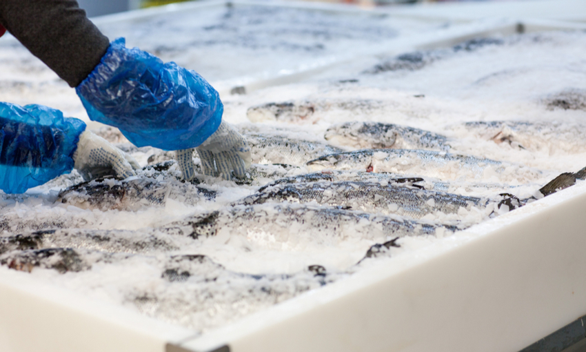 Pesce congelato nei pescherecci? Le qualità nutrizionali restano intatte