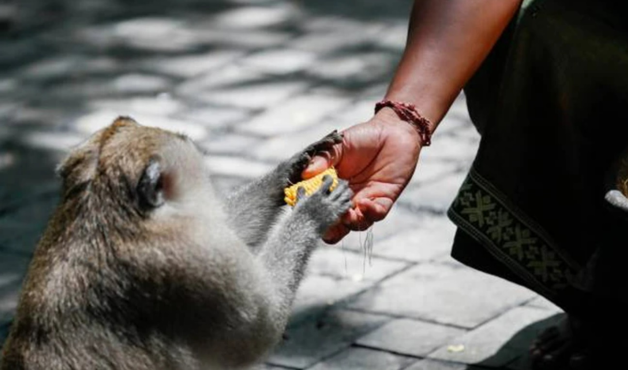 Vaiolo delle scimmie: contagi in diminuzione ma crescono in 21 Paesi