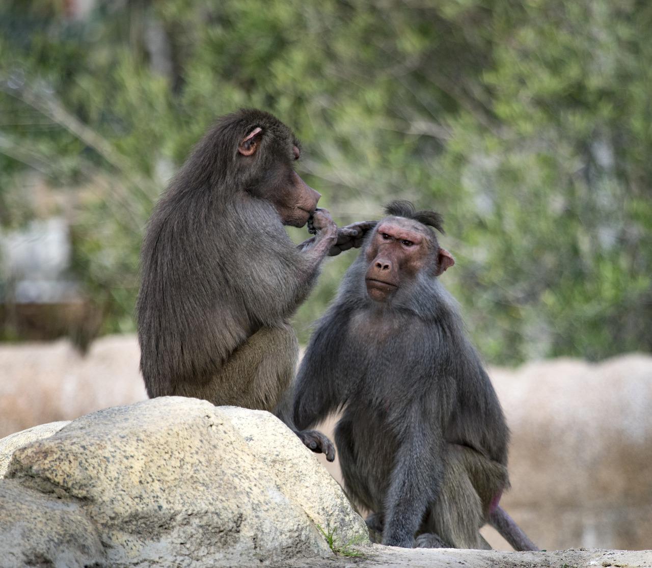 Vaiolo scimmie, possibile trasmissione via aria, gli scienziati Usa: “Usate le mascherine”