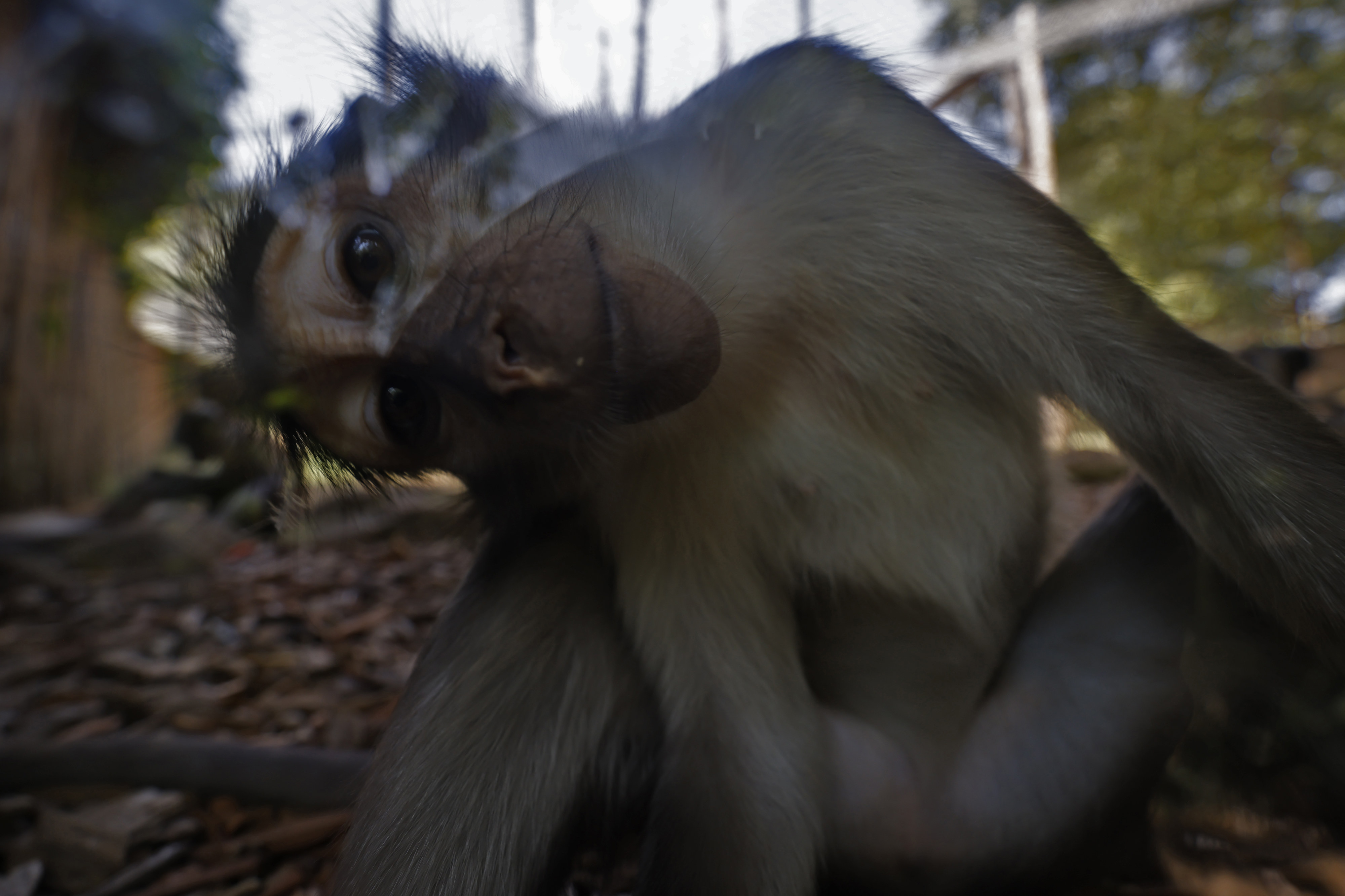 Vaiolo scimmie, “evitare rapporti sessuali promiscui in Paesi con tanti casi”