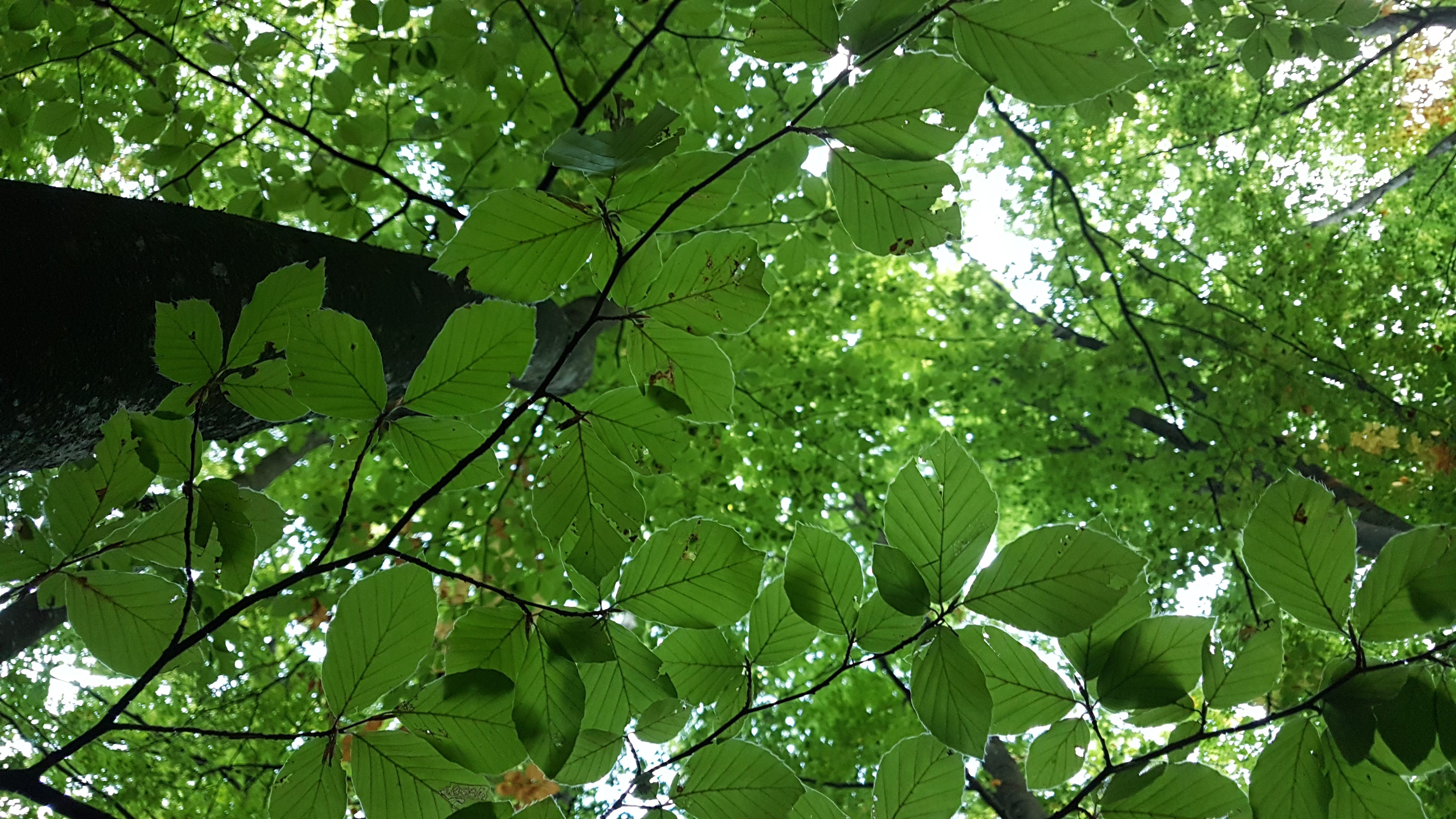 Enna, “Adottiamo il nostro ambiente” progetto per unire il territorio