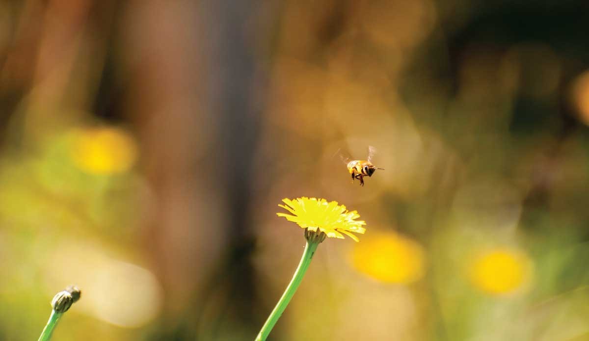 Comiso, il rispetto ambientale parte dagli istituti scolastici