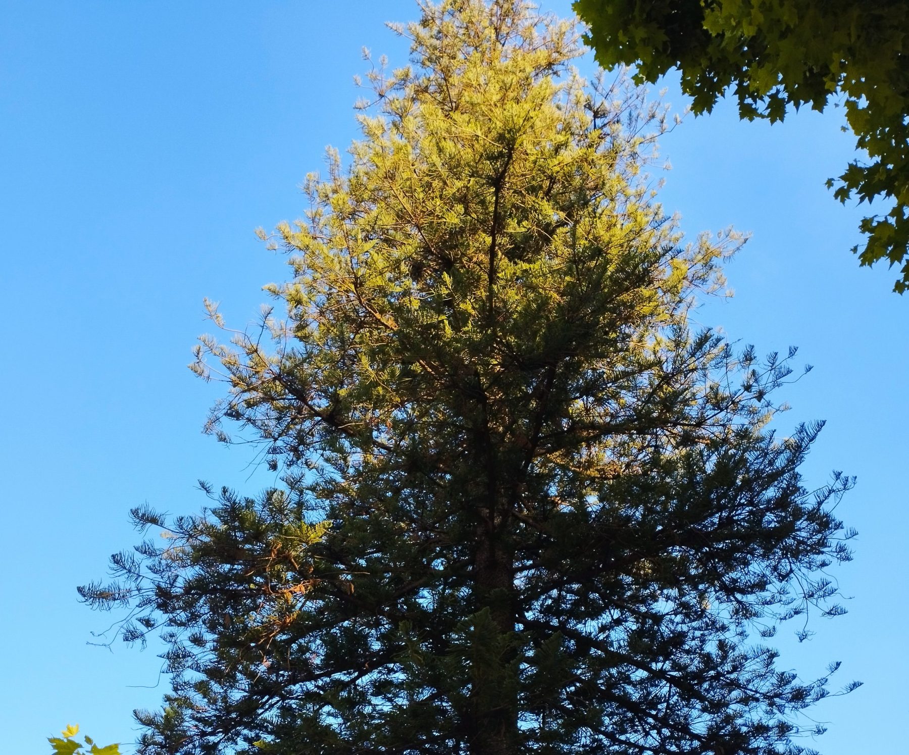 Alberi monumentali, a Catania cinque giganti verdi da tutelare