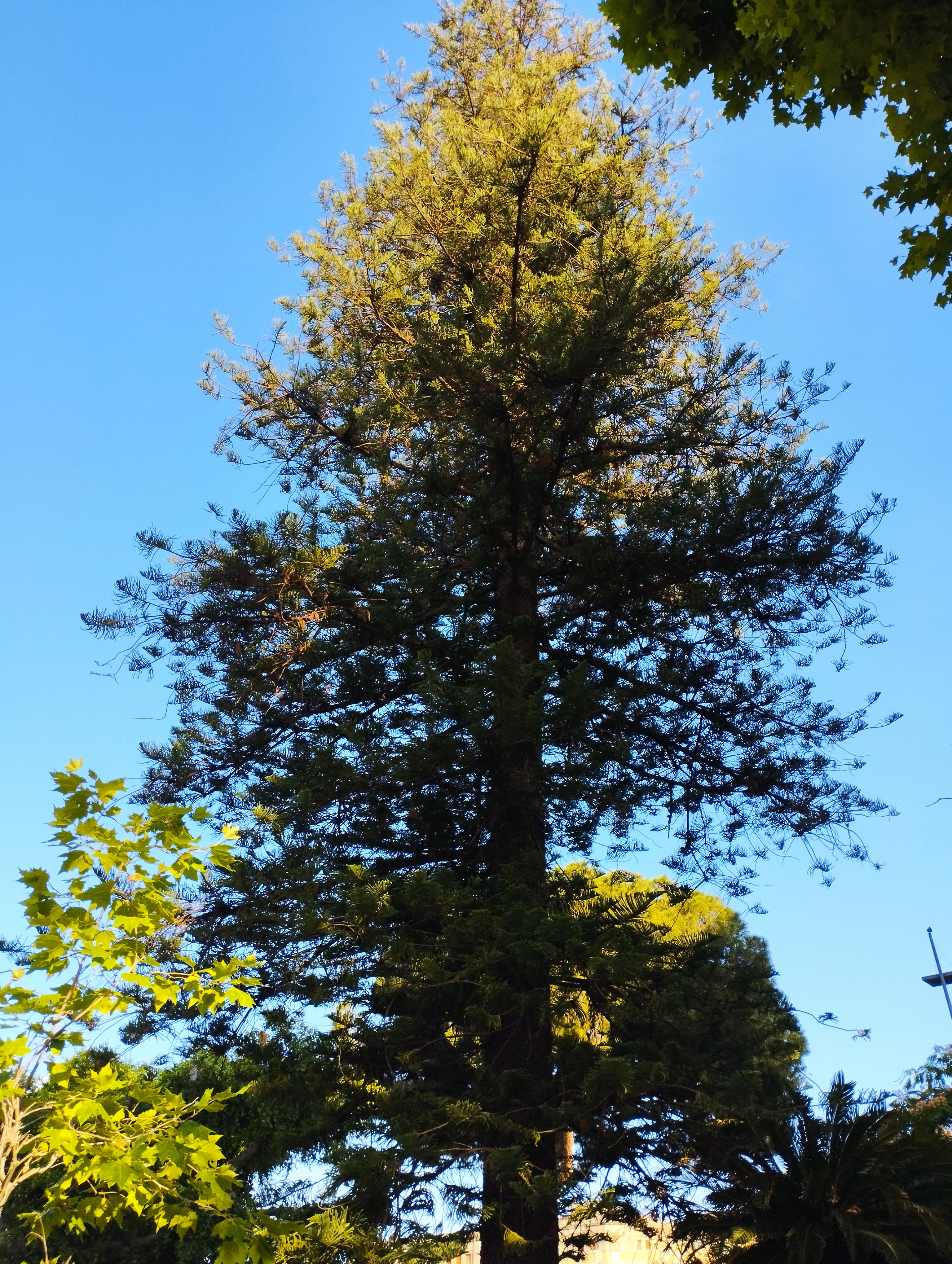 Alberi monumentali, a Catania cinque giganti verdi da tutelare