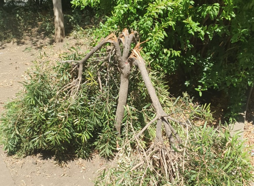 Catania, l’ennesimo gesto di inciviltà: danneggiata area verde vicino piazza Europa – FOTO