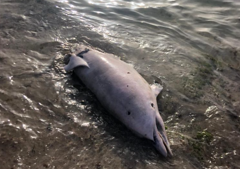Delfino morto in spiaggia, carcassa presa di mira dai bambini: interviene la Guardia Costiera a Capaci