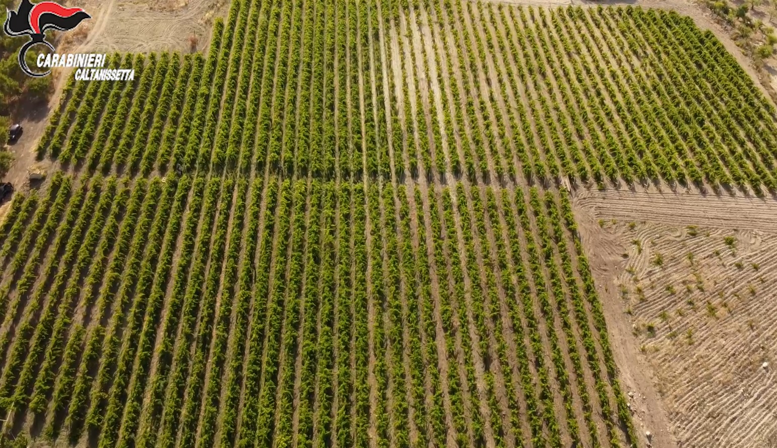 Riesi, scoperta coltivazione con 20 mila piante di marijuana: 11 arresti