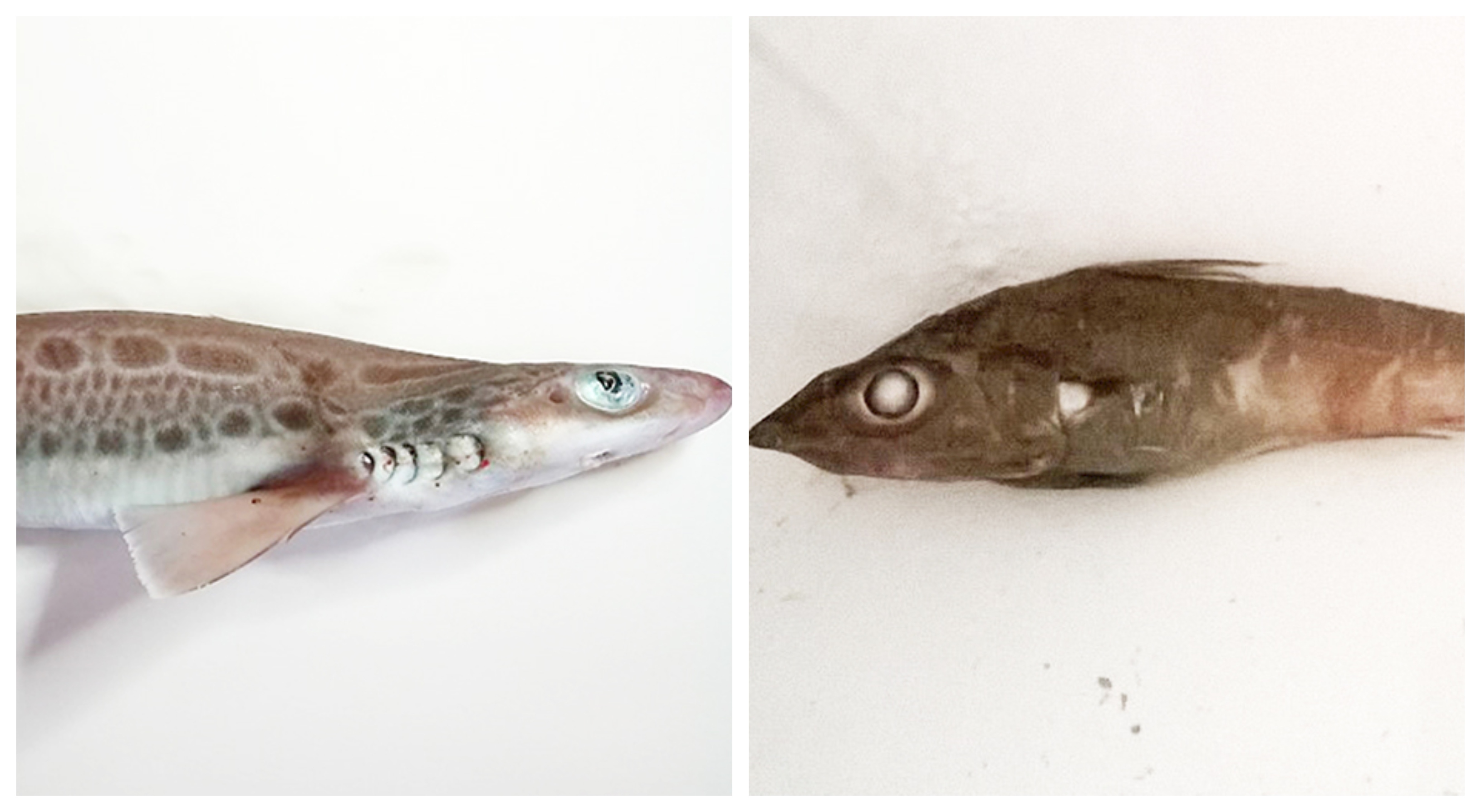 Microplastiche nelle profondità marine: la preoccupante scoperta in uno studio Unict