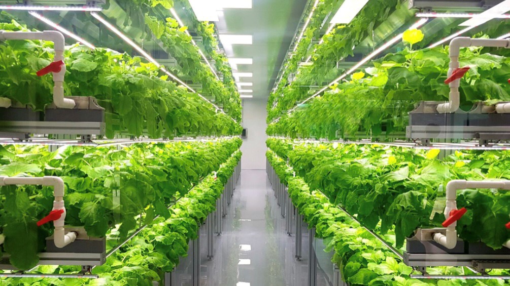 Acqua, una risorsa da salvaguardare, una mano dall’agricoltura idroponica