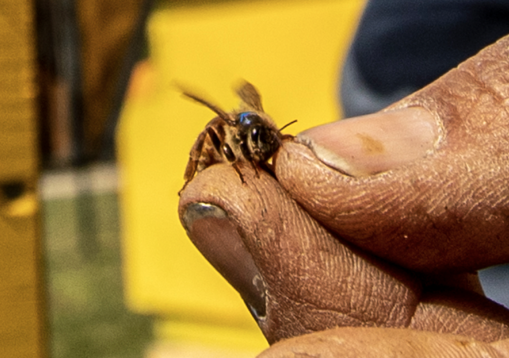 Biodiversità, al via in Sicilia progetto per difendere gli insetti impollinatori