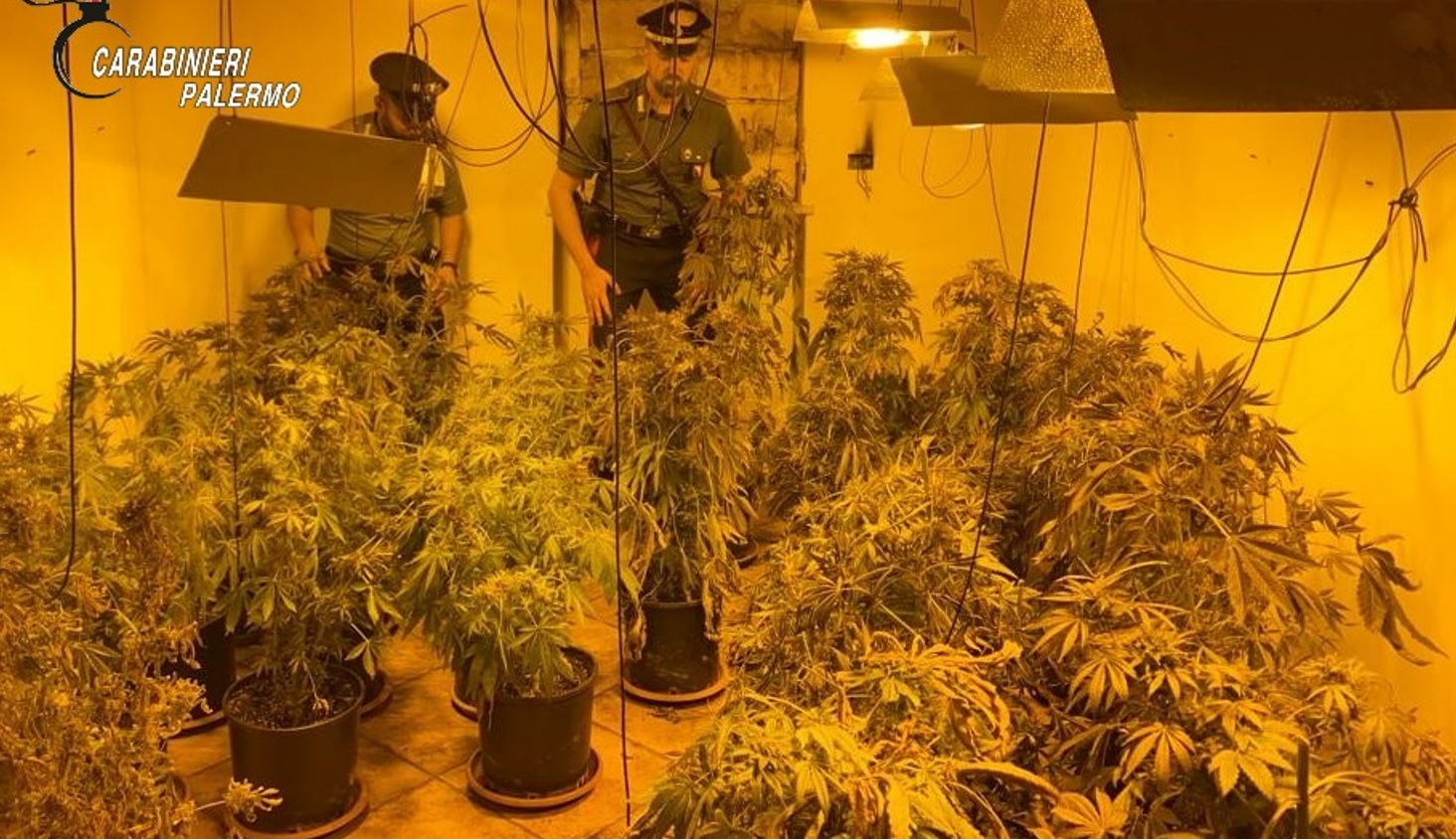 Palermo, piantagione di cannabis a Santa Cristina Gela: due arresti