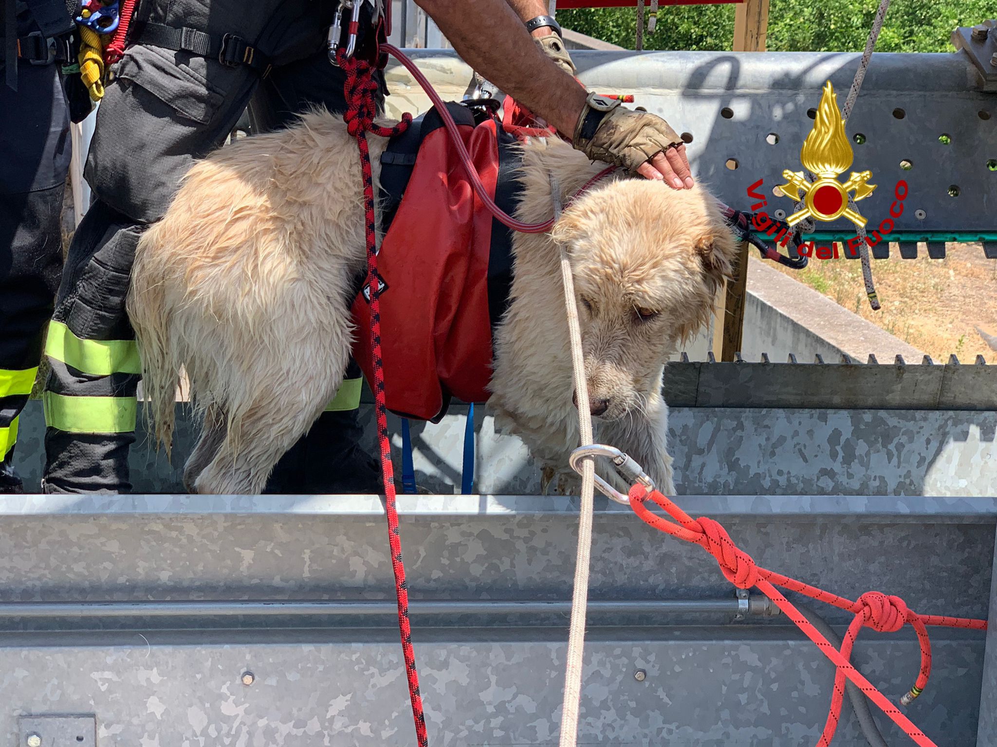 Cane precipita in un canalone a Paternò, salvato dai vigili del fuoco