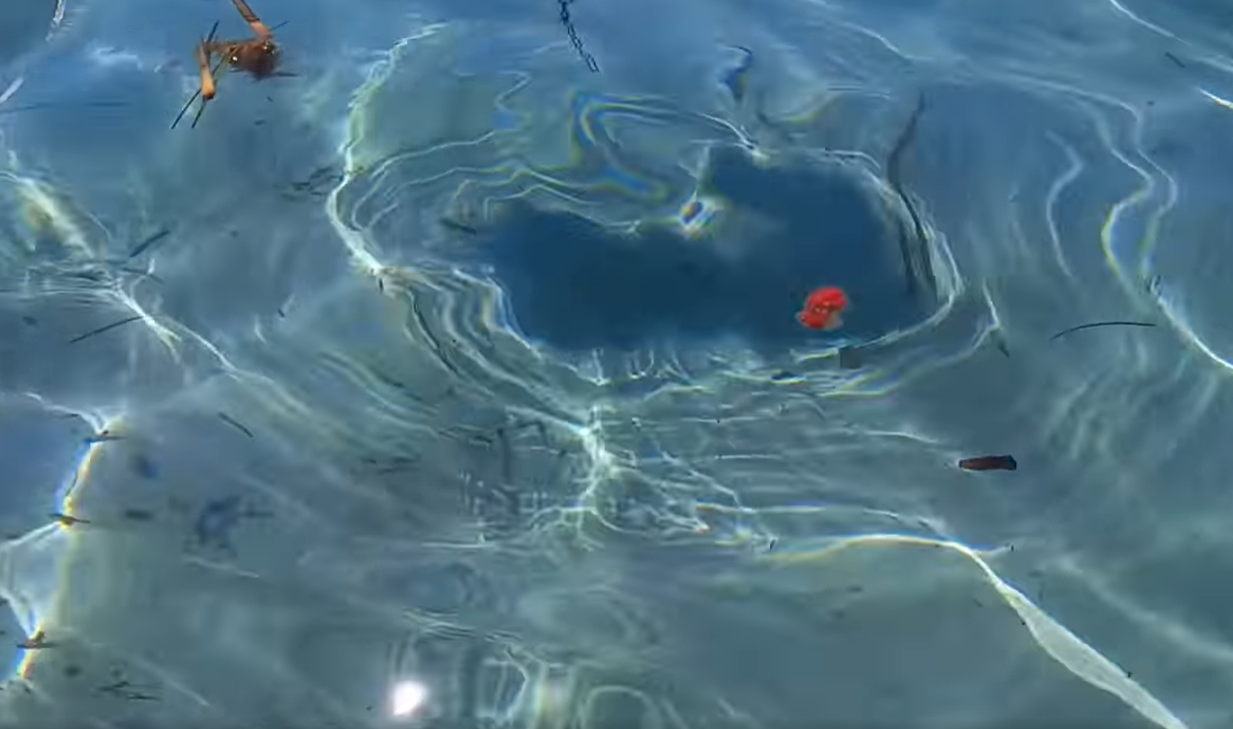 Cane morto in mare con una catena al collo: orrore nelle acque di Marsala