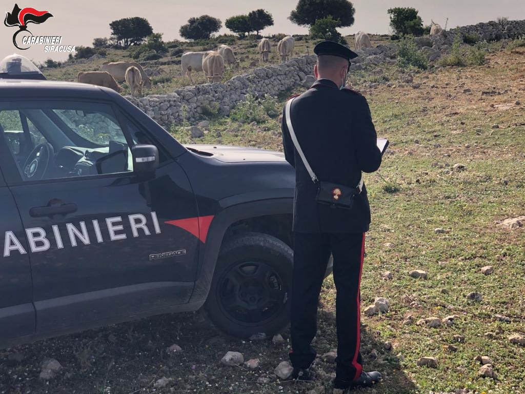 Pascolo abusivo a Noto: denunciato allevatore